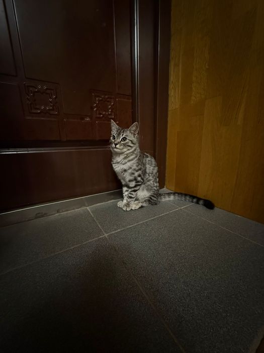 Отдам котика, бесплатно
