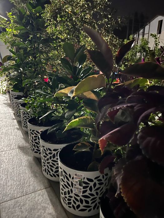 Цветы офисные для вашего интерьера