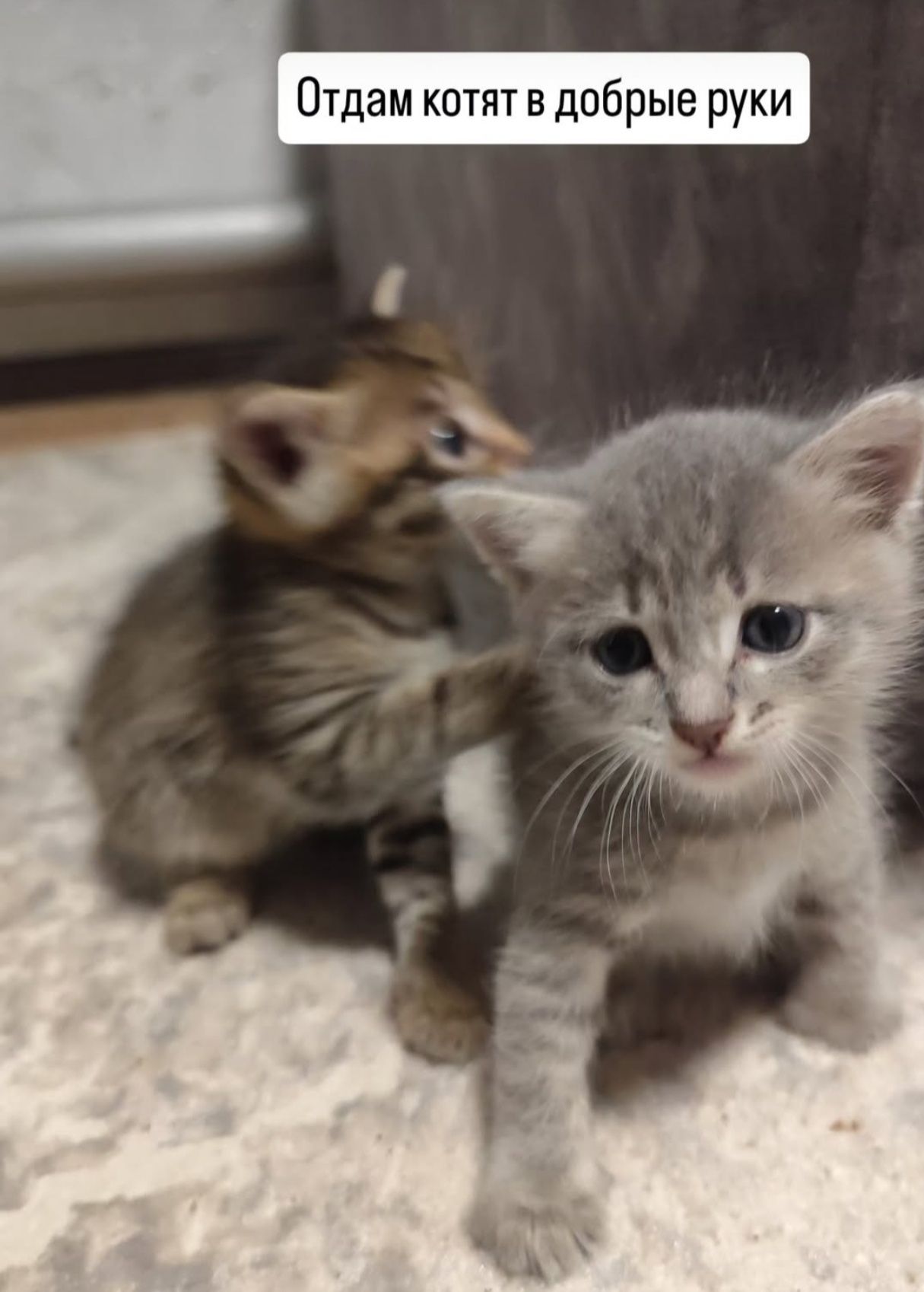 Отдам котят в добрые руки