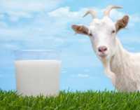 Lapte de capra 100 % natural