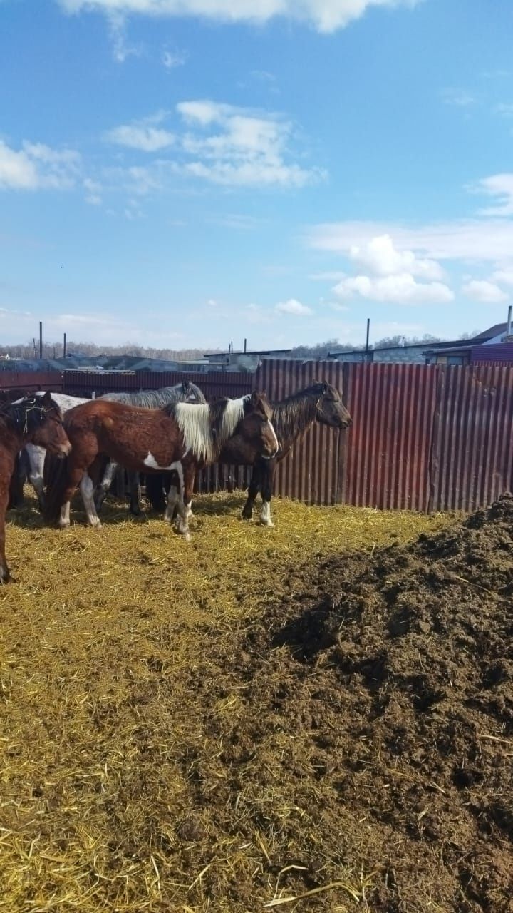 Продам жеребцов.
