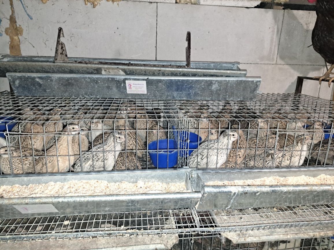 Vând prepelițe ouătoare și cuști