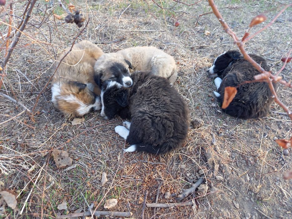 Щенки. Отдам за хорошие руки.