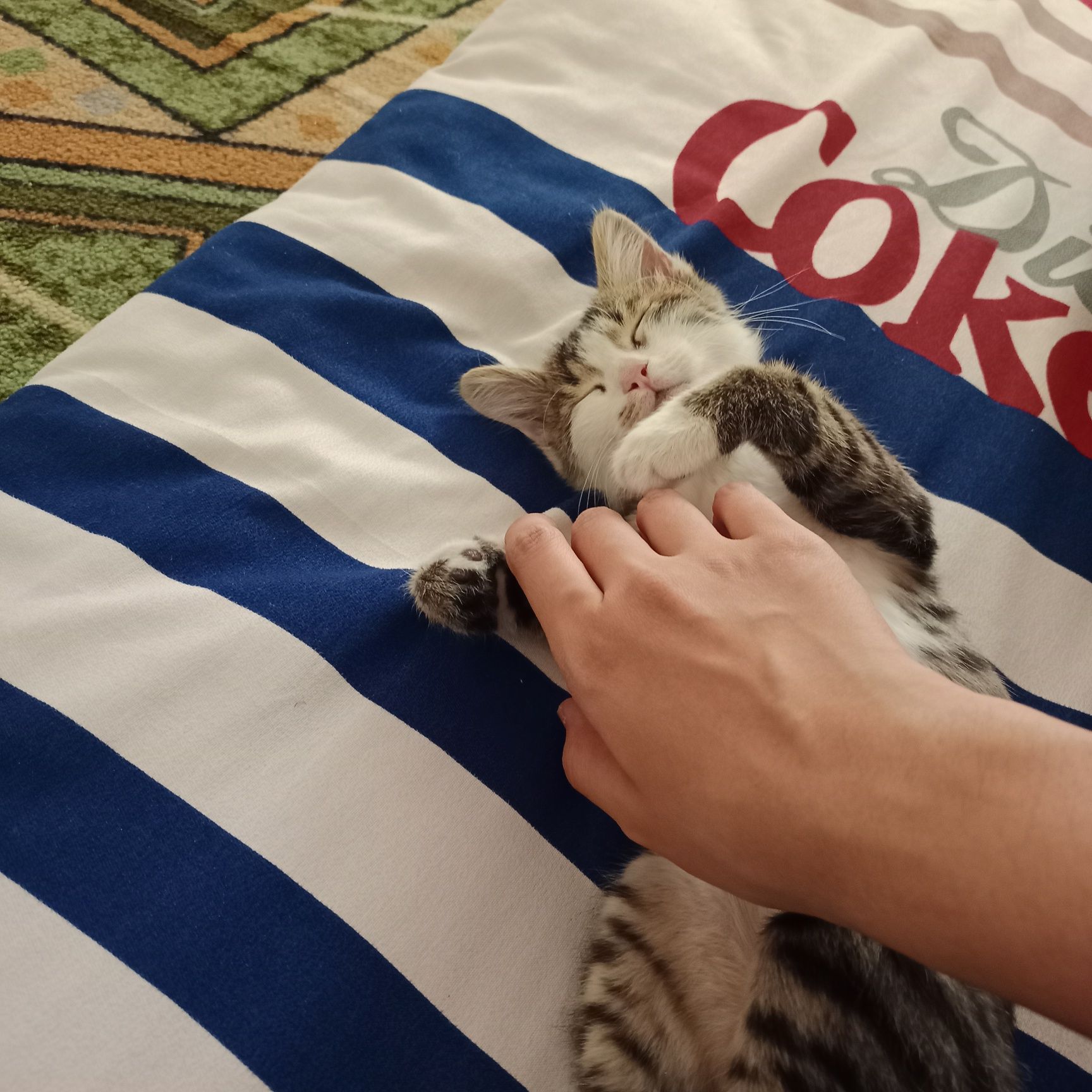 4 месяцев европейский кот