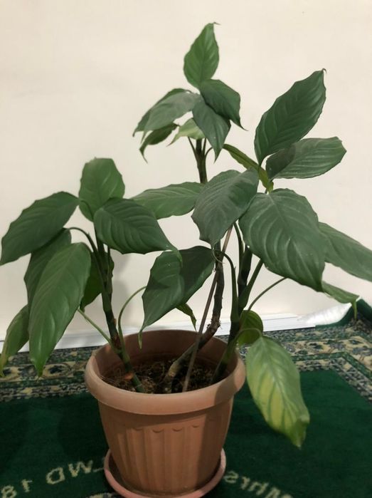 Продам комнатный цветок 4000тг