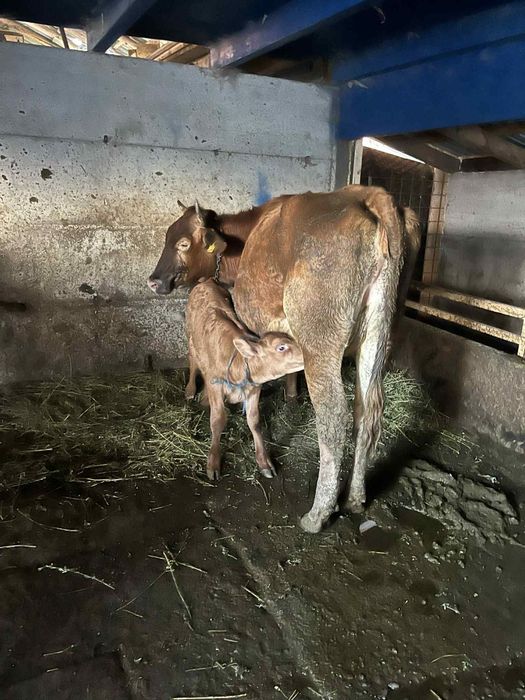 Vaca cu vitel de vanzare