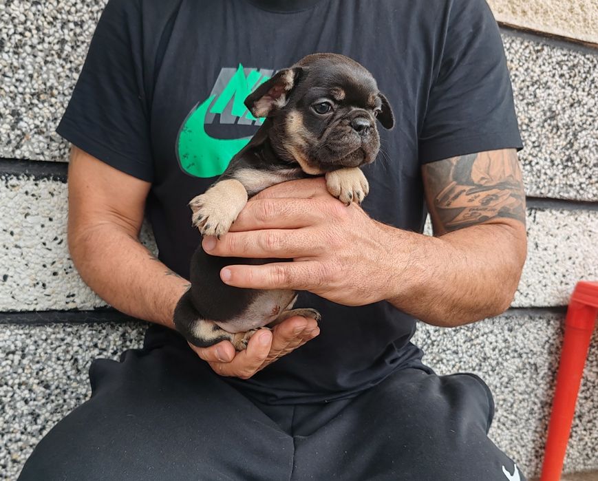 Френски   булдог