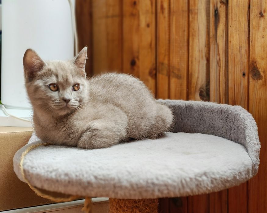 Продам котенка девочка 3 месяца