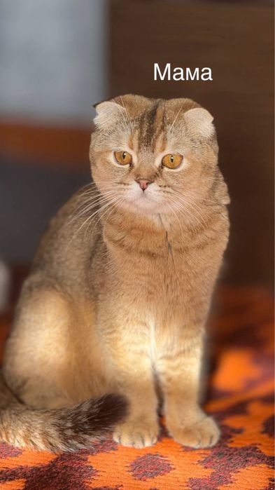 Остался один котенок шотланский скотиш фолд