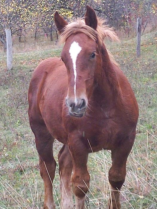 Mânză de vânzare, are 5 luni jumătate!