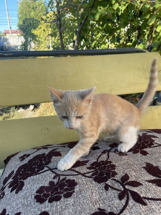 Adoptie pisicute pui rasa mixta