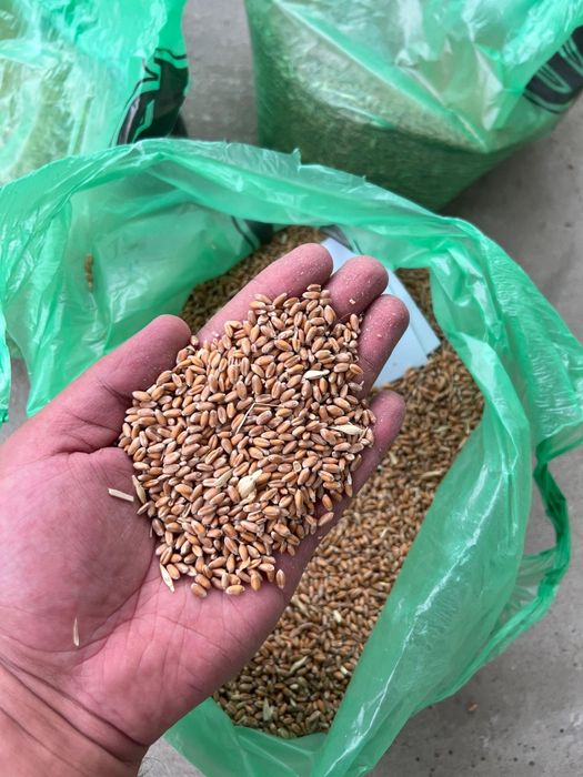 Пшеница 2.3.4.5.6 класс