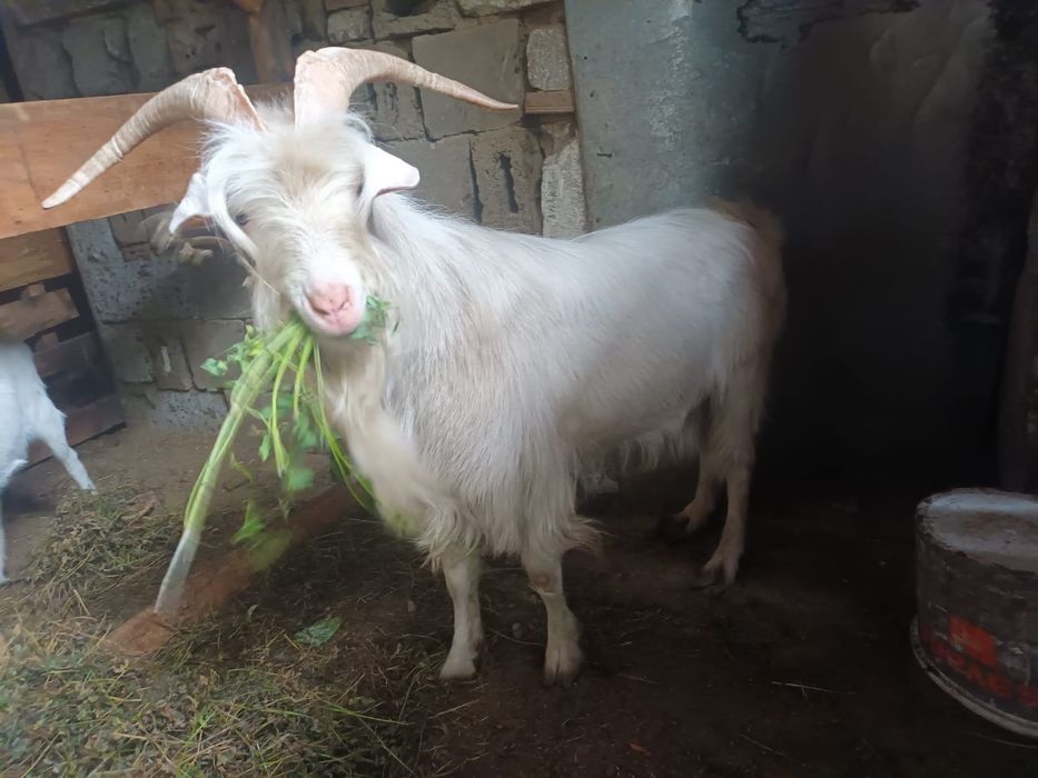 Capre saanen metish un țap 3 capri disponibile