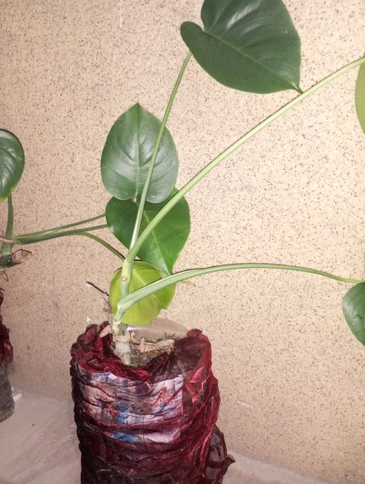 Продам манстеры.