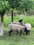 De vanzare ovine suffolk
