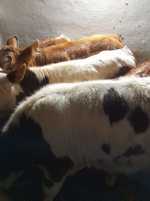 Taurasi si vitele baltate intarcate