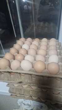 Продам яйца куриные домашние по 60тг за шт
