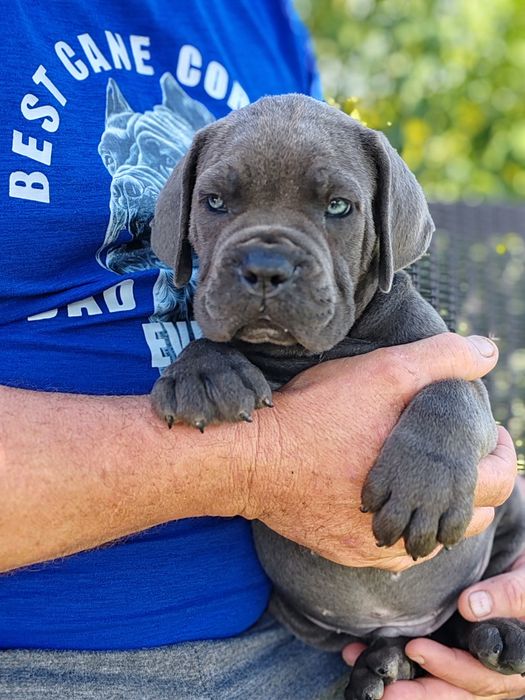 Cane corso disponibile cu pedigree