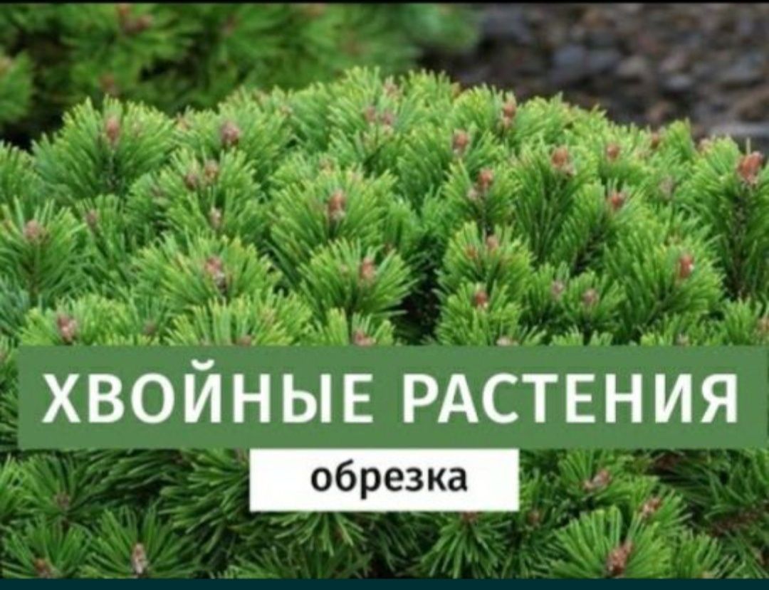 Обрезка Плодово-Ягодных и Хвойных деревьев.Декоративных кустарников..