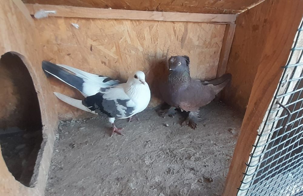 Pereche porumbei jucători de galați