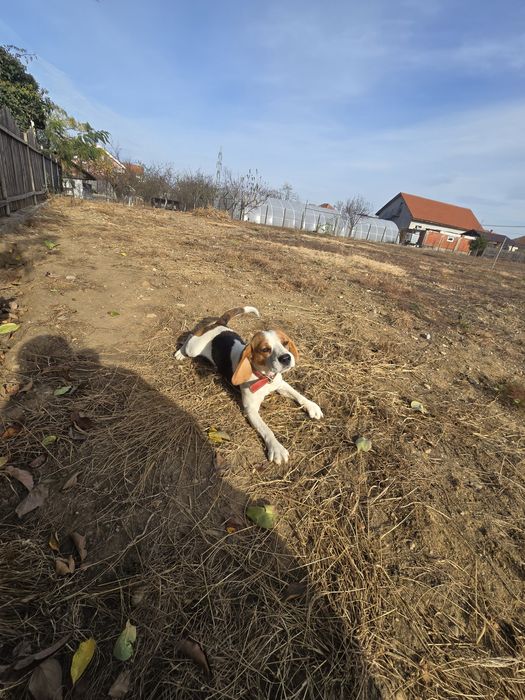 Donez Beagle Gratuit