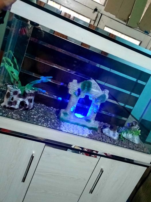 Большой аквариум