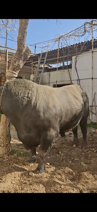 тоза зотли абердин ангус бука сотилади,емланган яхши караб