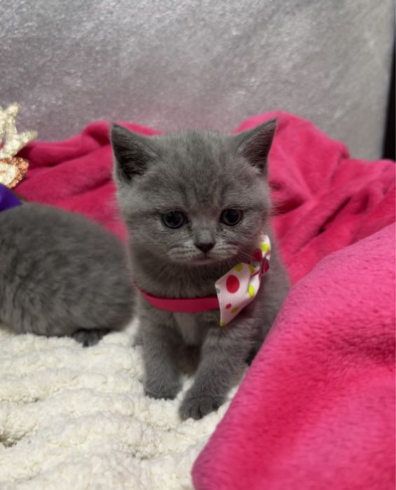 Pisoi British Shorthair Blue