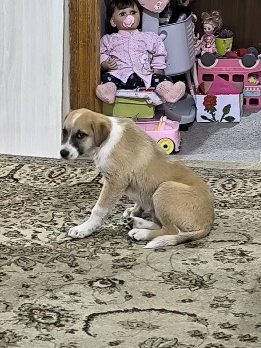 Одам в добрые руки щенка