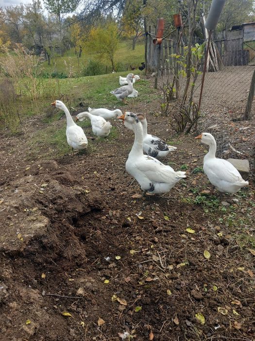 Gâște holmolgor de vânzare