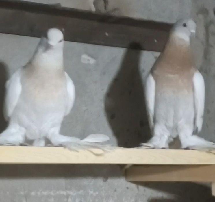 Продам голубей Тасманов