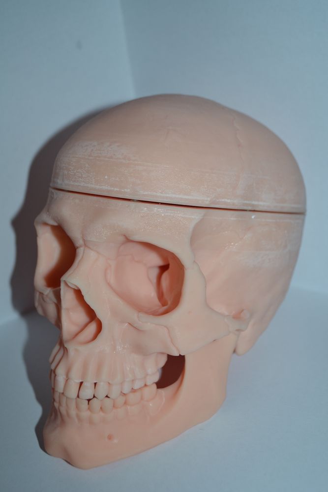 Model craniu anatomic