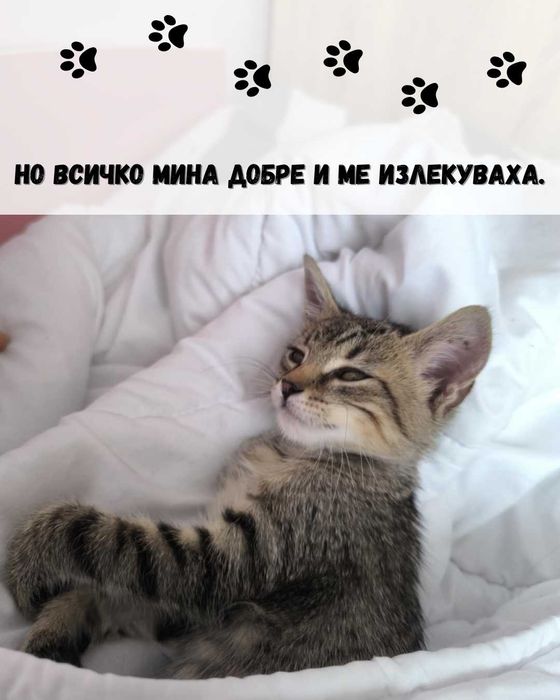 Най-сладкото коте – малко, обичливо и чака ТЕБ
