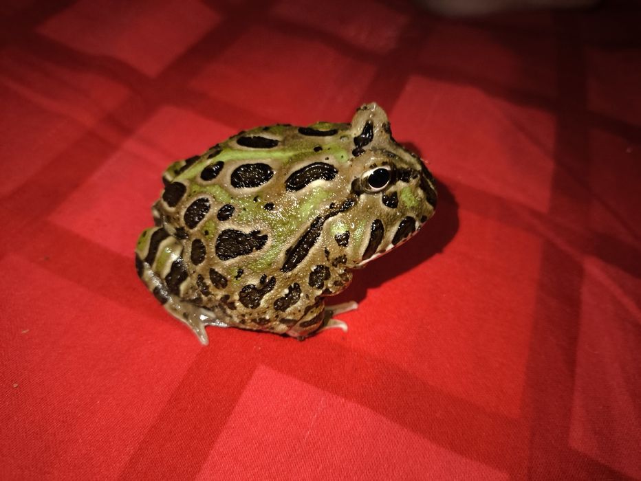 Broasca pacman femela