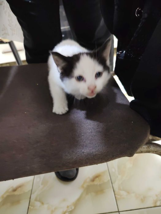 Mushuk bolasi bepul beriladi