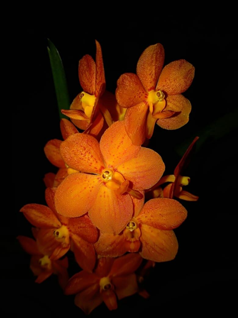 Орхидеи продажа цветов ( детки)