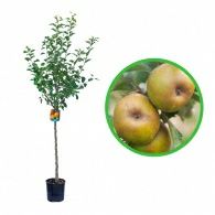 Pomi Fructiferi La Ghiveci (Màr )