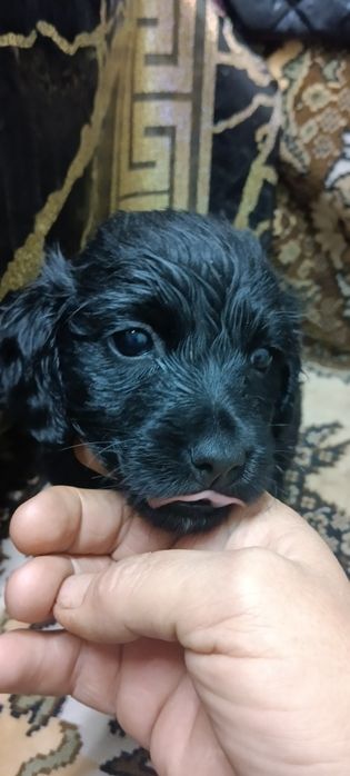 Продою щенят полу такса полу спаниел