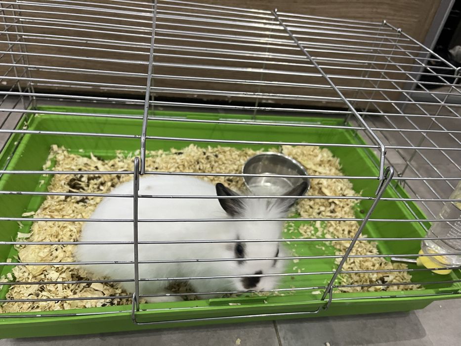 Зайчик 4 месяца порода карликовый зайчик