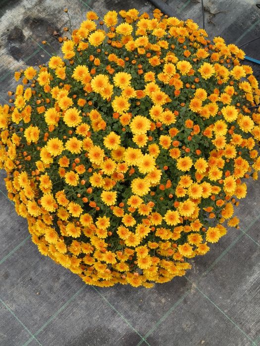 Crizanteme de vânzare