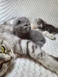 Vând pui British Shorthair-Scottish Fold