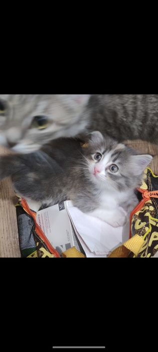 Отдам породистых котят, рождены 31 августа.