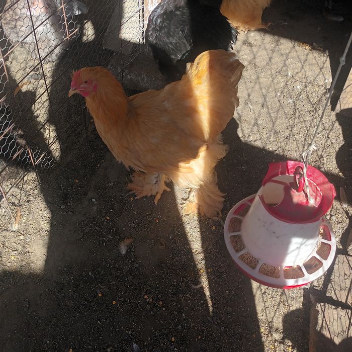 Cocoși Cochin galben