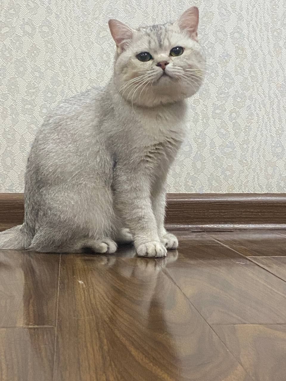 Серебристый шиншилла 2,5 года