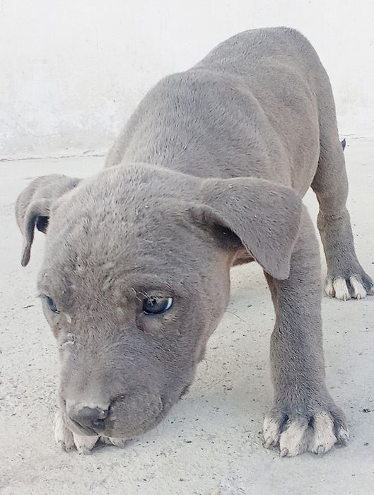 Продаётся питбуль