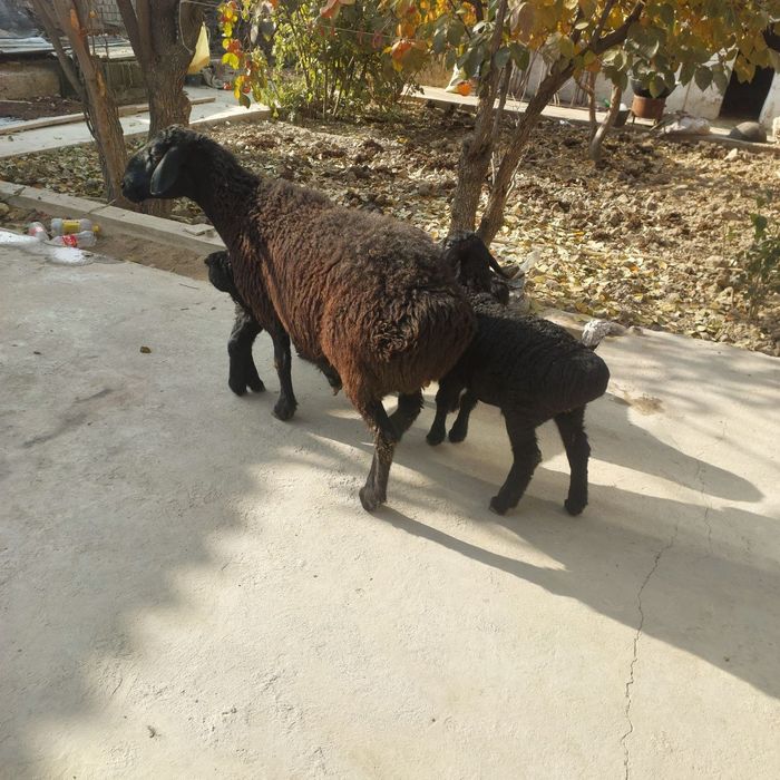 3 та болали егиз куй сотилади