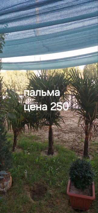 Пальма дарахт сотилвотти