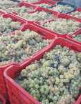 Vand struguri de vin pentru mai mult detali la nr de tel