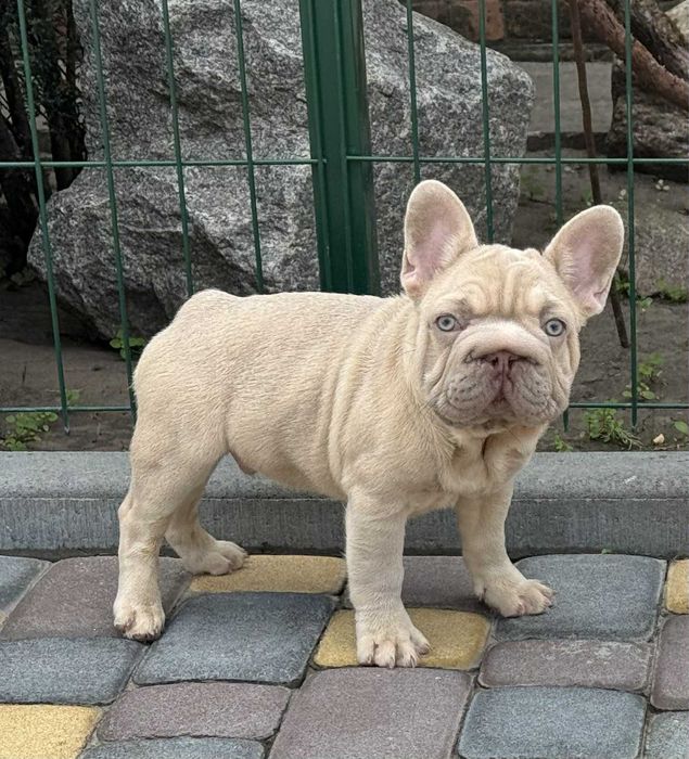 Френски булдог - Лилак, 5 месеца