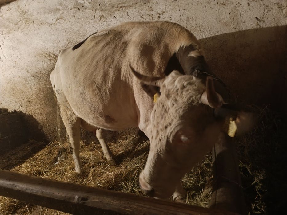 Vaca de vanzare tânără